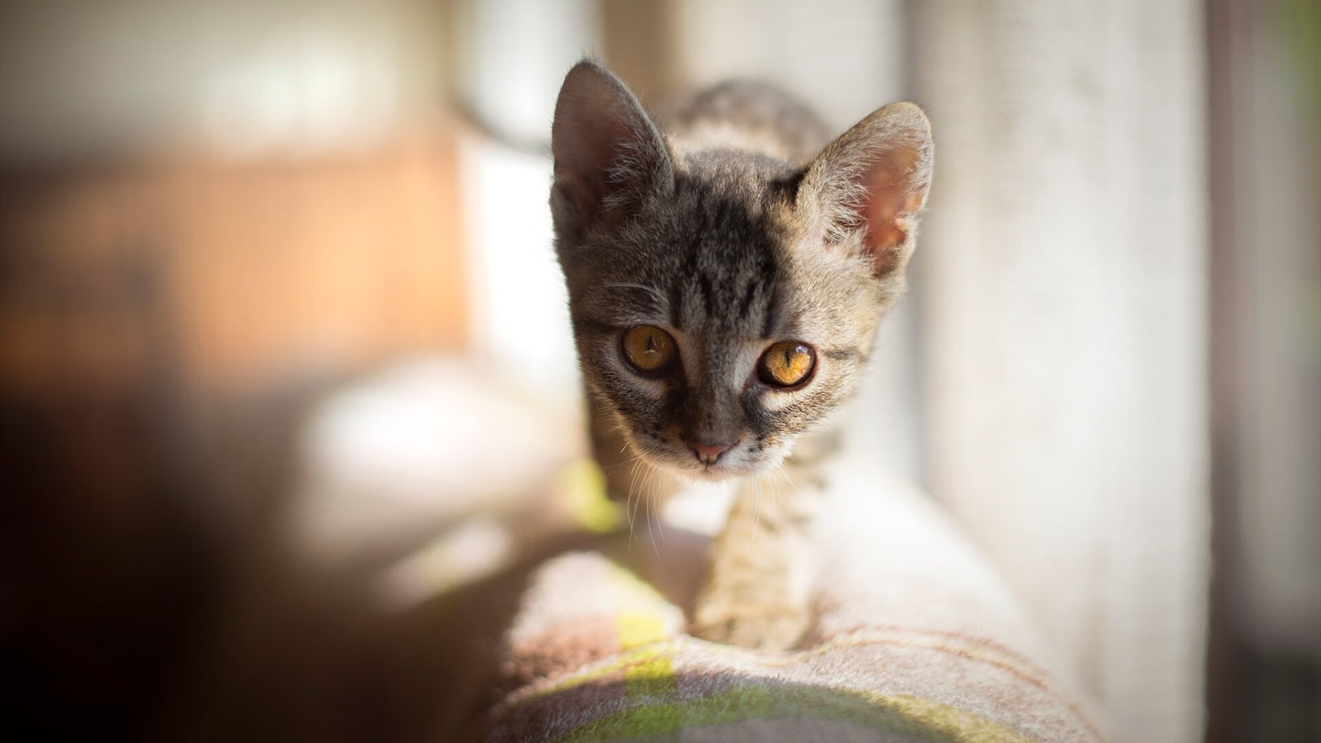 pg电子娱乐-新西兰速胜瑞士，奥纳纳成为关键先生，一场足球奇迹的深度解析