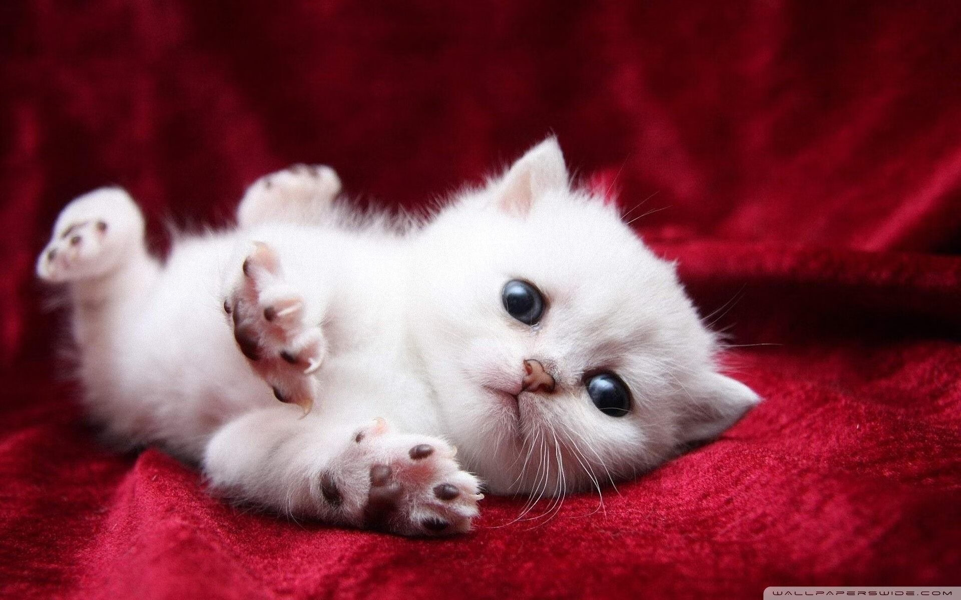 太阳硬仗取胜辽宁队，字母哥进攻端无人可挡—篮球跨联赛对决的启示