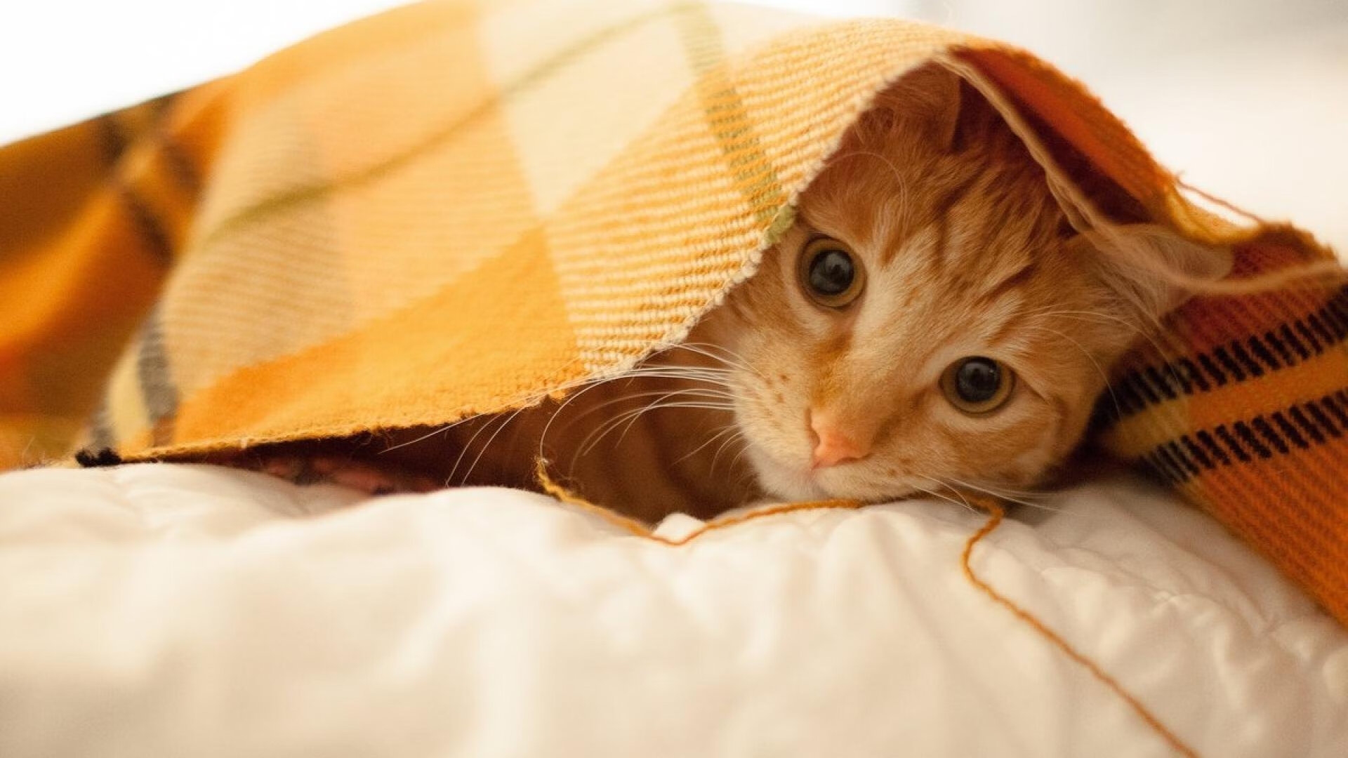 詹姆斯存在感拉满助公牛横扫太阳，巅峰对决演绎篮球传奇