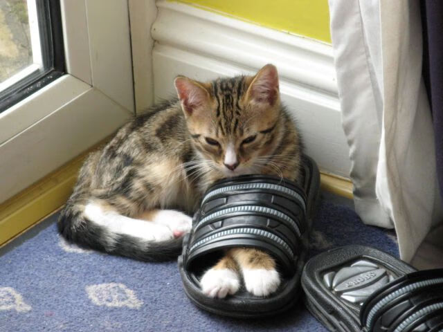 龙卷风压境，乔治独木难支！广东队团队篮球终结雷霆连胜神话