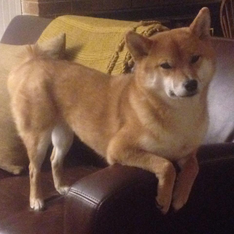 米切尔轰下40+7主导胜利！活塞正面击溃火箭迎来三连胜