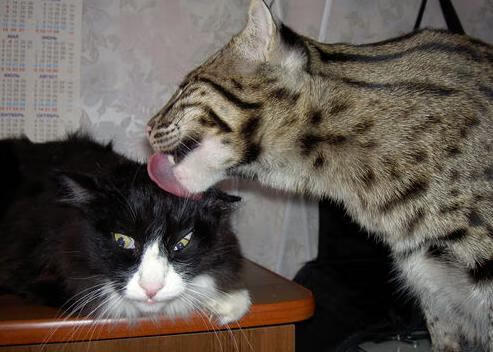 pg电子官网-舞台与巨人，卢卡库的大赛基因与德国战车的体系碾压