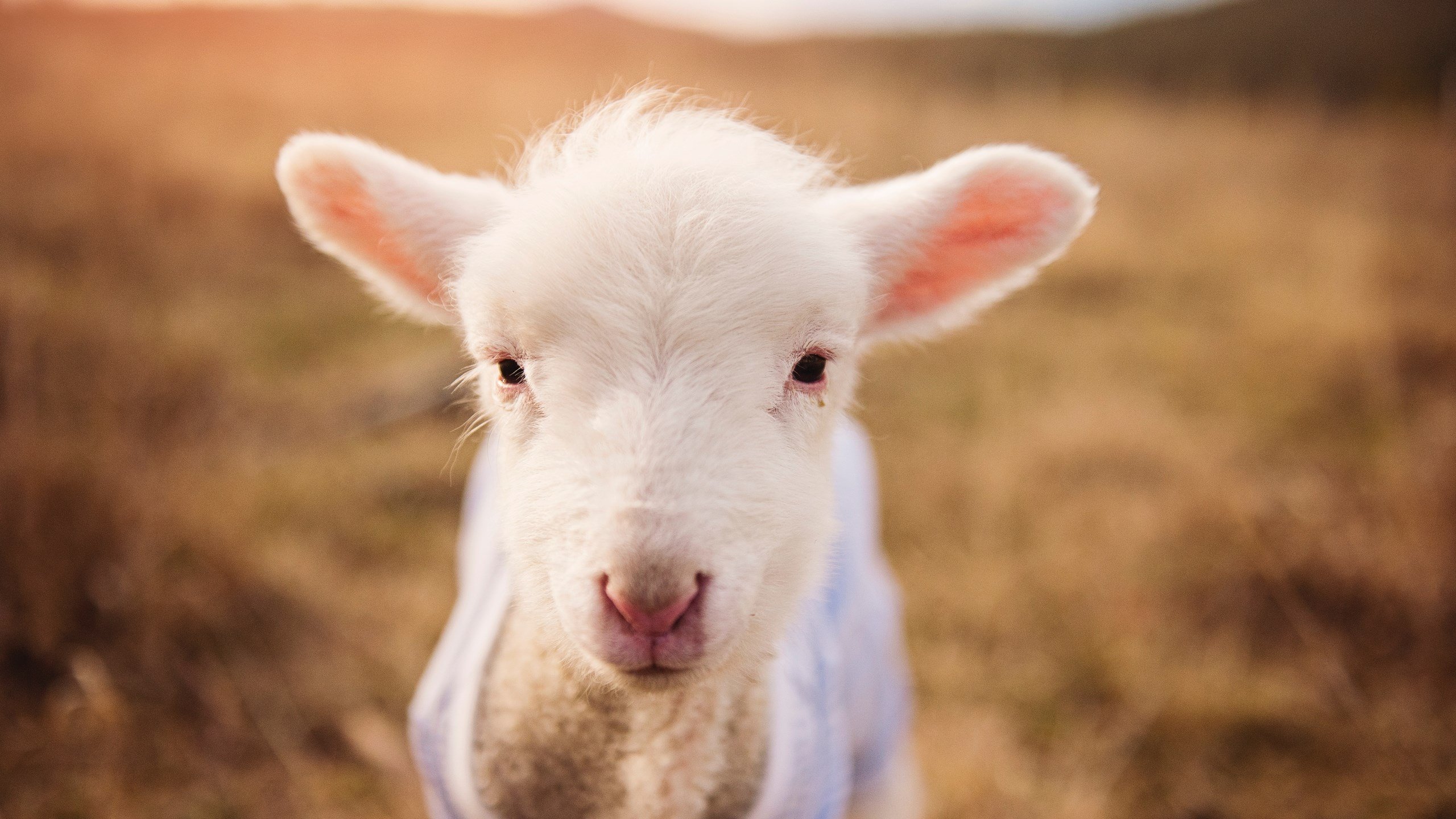 内马尔的破碎魔术，当大场面先生遇见最残酷的剧本