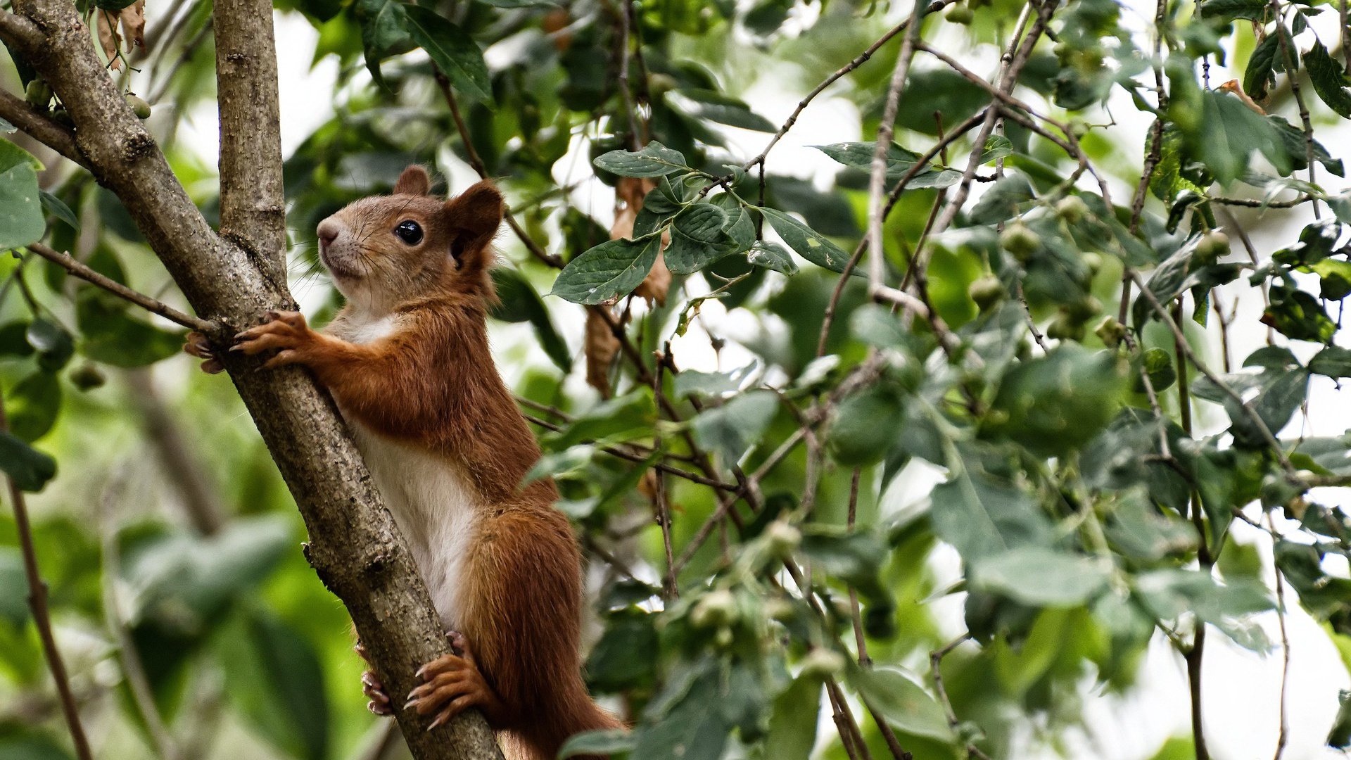 pg电子试玩-意甲的狂喜，埃及的暗夜，当焦点战成为足球世界的双重隐喻