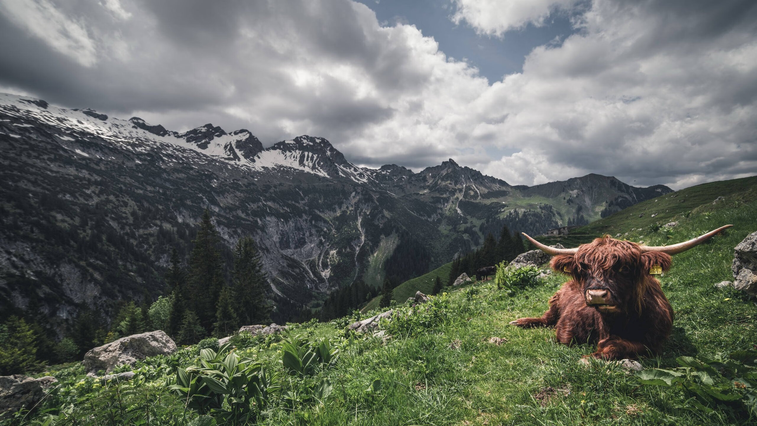 冠军之夜,心跳骤停瞬间,蒂亚戈如何用21圈改写F1历史