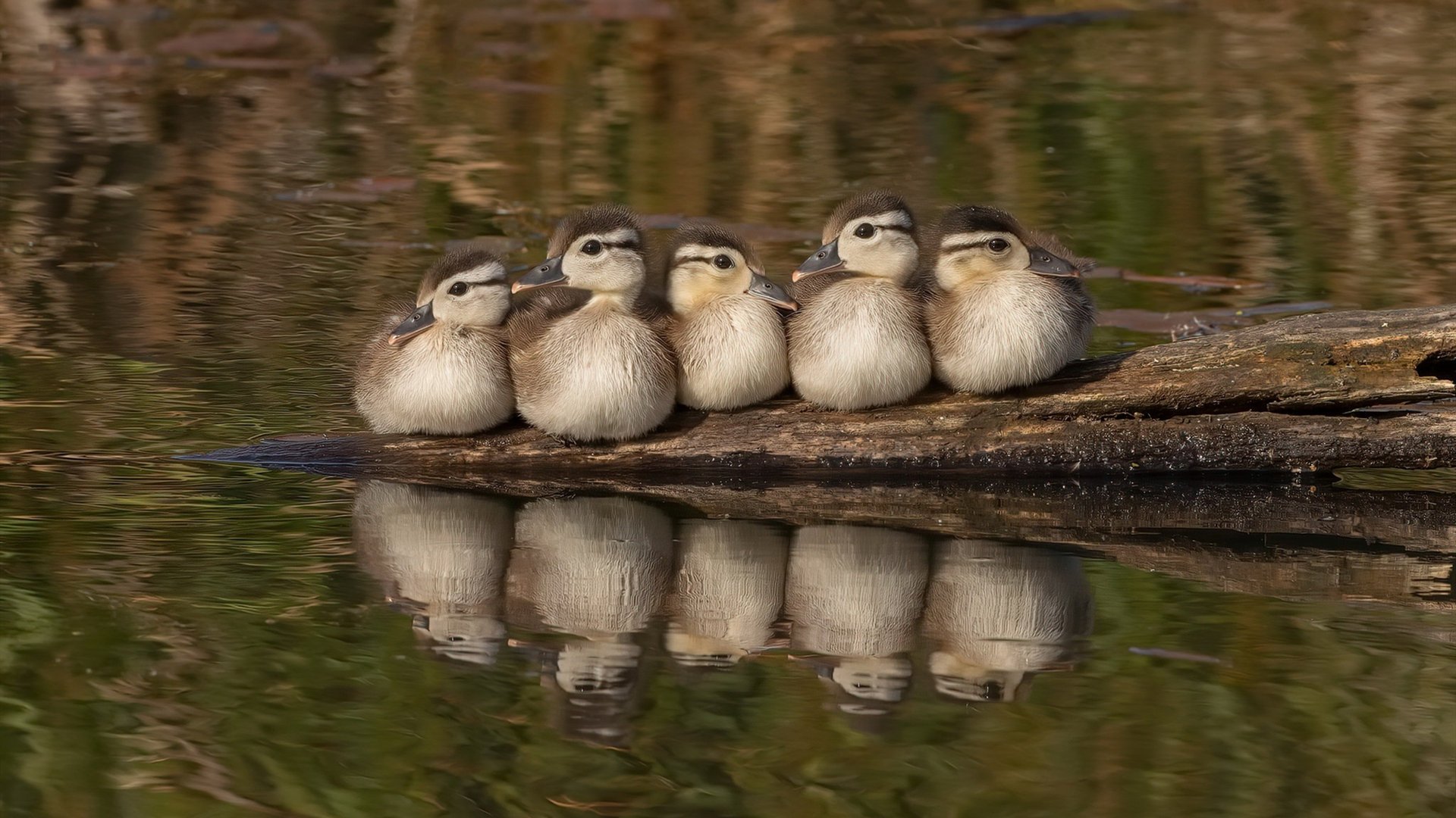 莫兰特闪耀年度焦点之战之夜，刷新纪录，铸就传奇