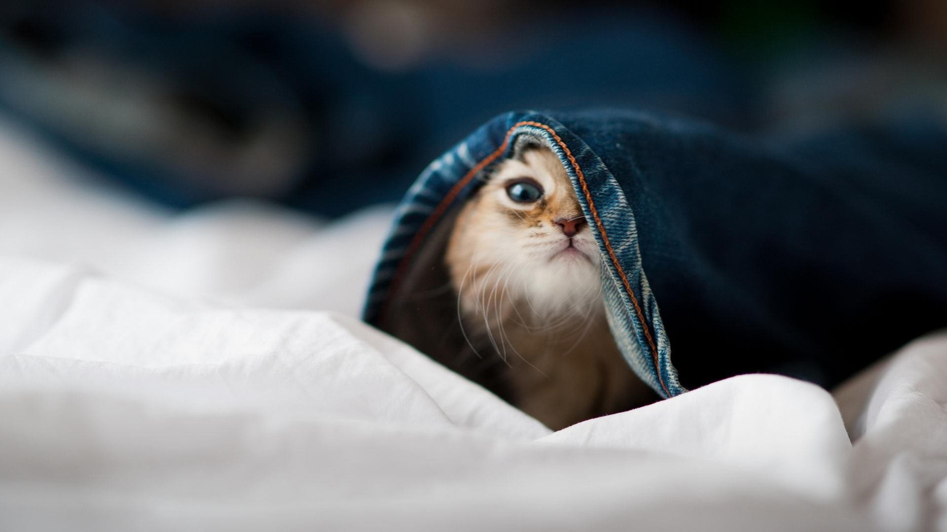 耀世三分雨！勇士中国赛库里传奇之夜，浙江队难挡超神输出