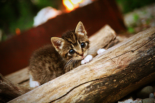 东决关键战焦点战，活塞强势踏平浙江队，演绎跨洲篮球对决