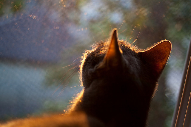 国王加冕夜，福克斯末节18分率奇才逆转爵士