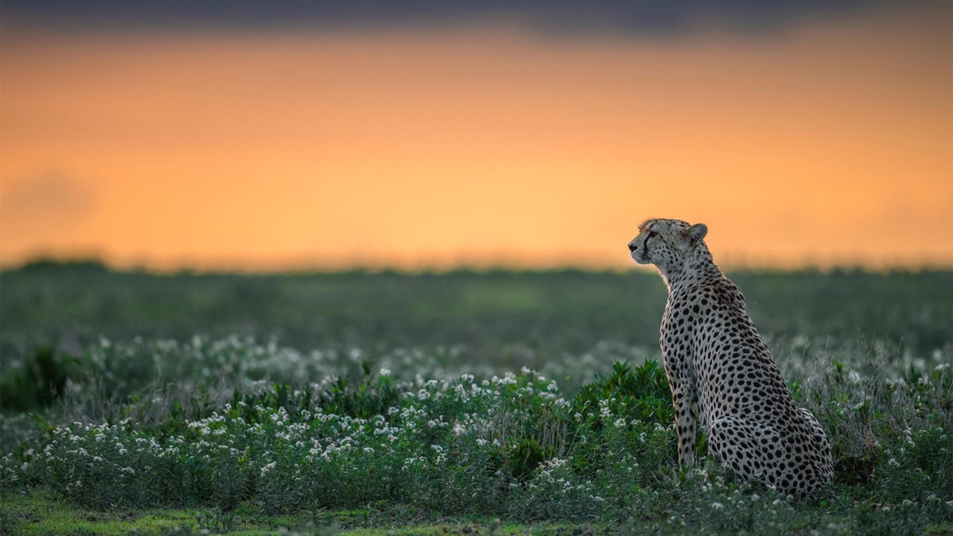 新王当立！沙特铁骑正面击溃中国，京多安在2026北美之夏完成中场统治