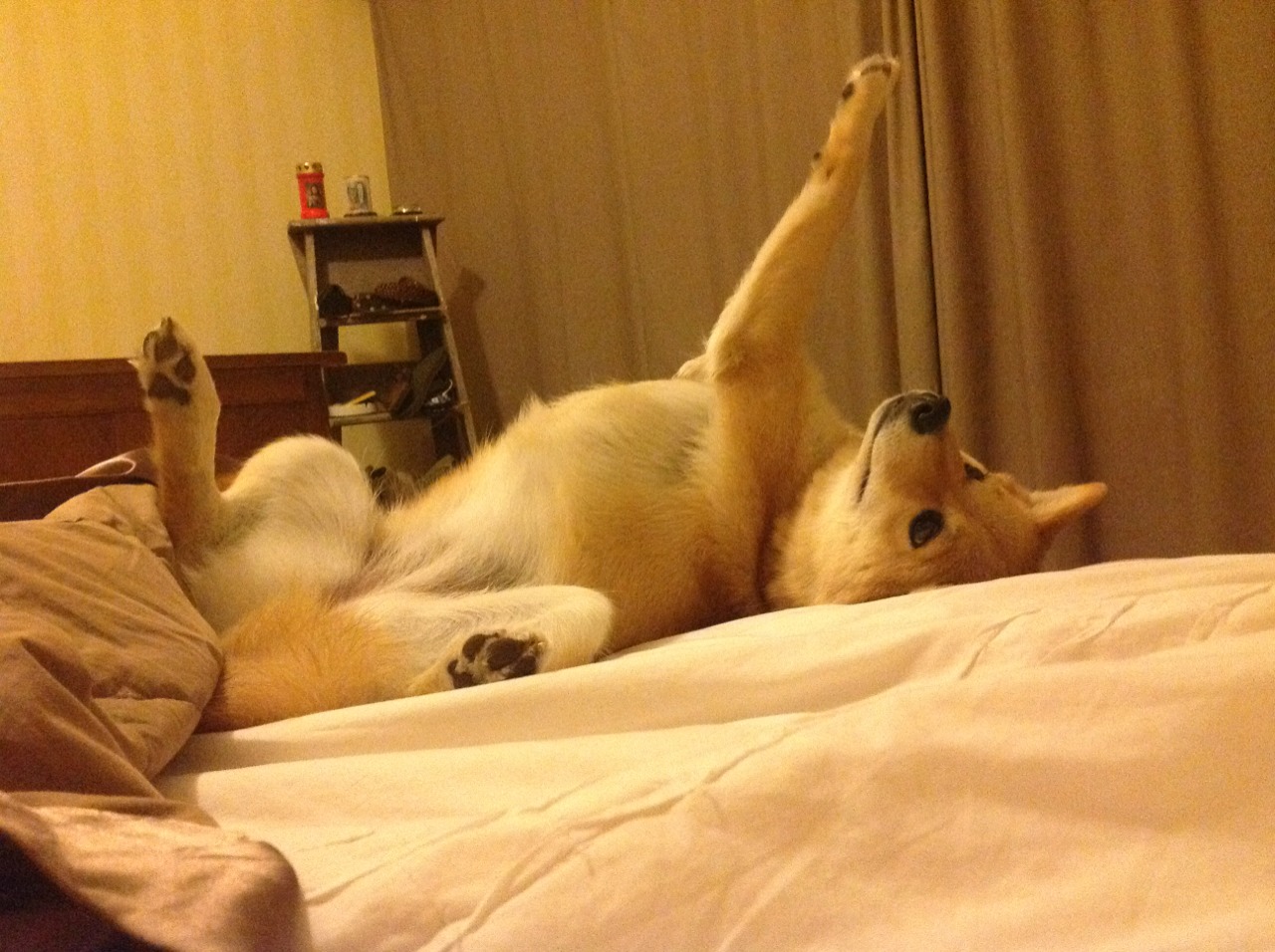 pg电子试玩网-当德甲一夜苏醒，苏亚雷斯用夕阳下的子弹改写命运