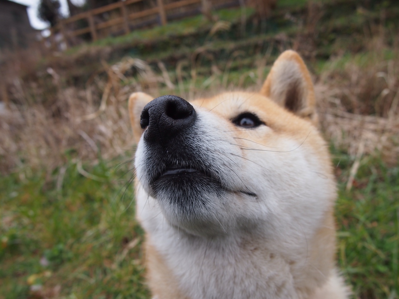 沙漠风暴中的绿茵灯塔，当京多安穿越至伊朗对阵阿尔及利亚的战术棋局