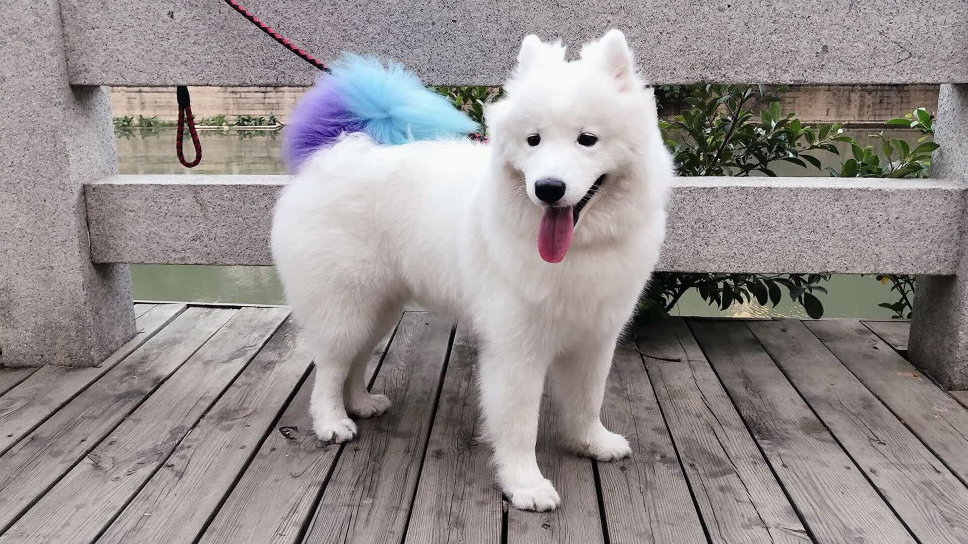 跨界风暴，深圳队制霸国王队，恩比德欧冠半决赛接管比赛，重塑篮球世界版图