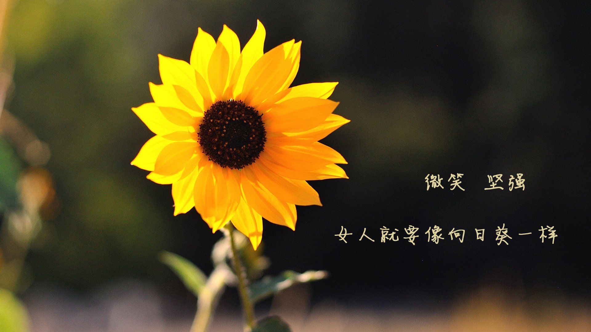 阿诺德神机妙算，印度风暴席卷沙漠—2026世界杯E组关键战，印度完胜阿联酋